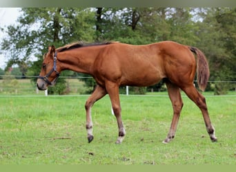 American Quarter Horse, Hengst, 1 Jaar, 150 cm, Bruin