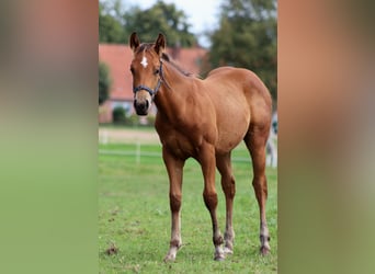 American Quarter Horse, Hengst, 1 Jaar, 150 cm, Bruin