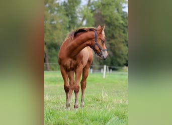 American Quarter Horse, Hengst, 1 Jaar, 150 cm, Bruin