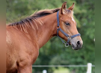 American Quarter Horse, Hengst, 1 Jaar, 150 cm, Bruin