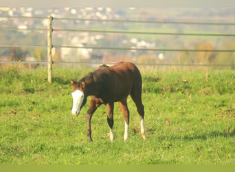 American Quarter Horse, Hengst, 1 Jaar, 150 cm, Bruin