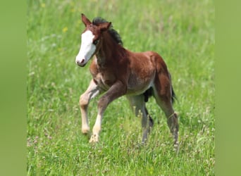 American Quarter Horse, Hengst, 1 Jaar, 150 cm, Bruin