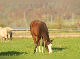 American Quarter Horse, Hengst, 1 Jaar, 150 cm, Bruin