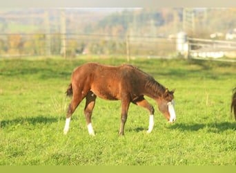 American Quarter Horse, Hengst, 1 Jaar, 150 cm, Bruin