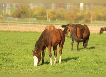 American Quarter Horse, Hengst, 1 Jaar, 150 cm, Bruin