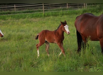 American Quarter Horse, Hengst, 1 Jaar, 150 cm, Bruin