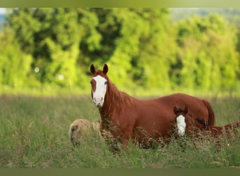 American Quarter Horse, Hengst, 1 Jaar, 150 cm, Bruin