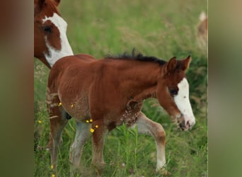 American Quarter Horse, Hengst, 1 Jaar, 150 cm, Bruin