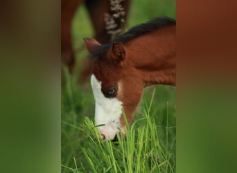 American Quarter Horse, Hengst, 1 Jaar, 150 cm, Bruin