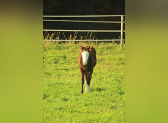 American Quarter Horse, Hengst, 1 Jaar, 150 cm, Bruin