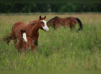 American Quarter Horse, Hengst, 1 Jaar, 150 cm, Bruin