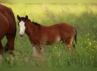 American Quarter Horse, Hengst, 1 Jaar, 150 cm, Bruin