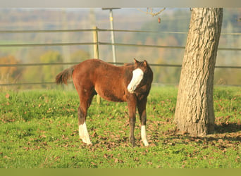 American Quarter Horse, Hengst, 1 Jaar, 150 cm, Bruin