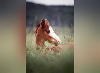 American Quarter Horse, Hengst, 1 Jaar, 150 cm, Bruin