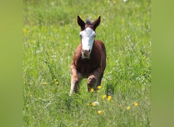 American Quarter Horse, Hengst, 1 Jaar, 150 cm, Bruin