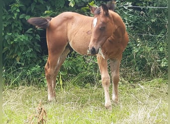 American Quarter Horse, Hengst, 1 Jaar, 150 cm, Bruin