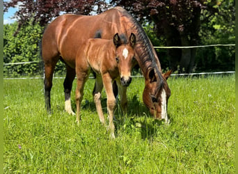 American Quarter Horse, Hengst, 1 Jaar, 150 cm, Bruin