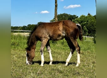 American Quarter Horse, Hengst, 1 Jaar, 150 cm, Bruin