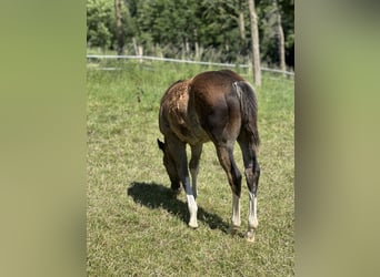 American Quarter Horse, Hengst, 1 Jaar, 150 cm, Bruin