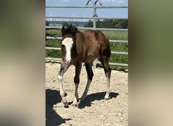 American Quarter Horse, Hengst, 1 Jaar, 150 cm, Bruin