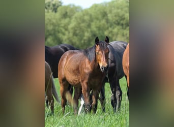 American Quarter Horse, Hengst, 1 Jaar, 150 cm, Bruin