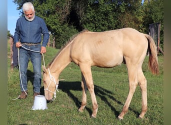 American Quarter Horse, Hengst, 1 Jaar, 150 cm, Champagne