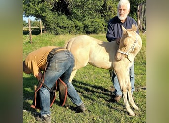 American Quarter Horse, Hengst, 1 Jaar, 150 cm, Champagne