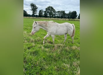 American Quarter Horse, Hengst, 1 Jaar, 150 cm, Cremello