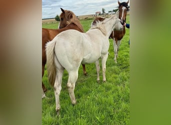 American Quarter Horse, Hengst, 1 Jaar, 150 cm, Cremello