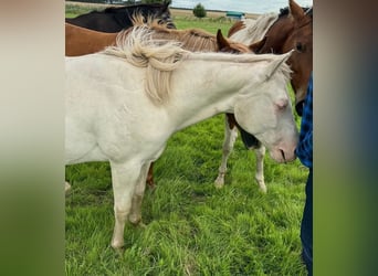 American Quarter Horse, Hengst, 1 Jaar, 150 cm, Cremello