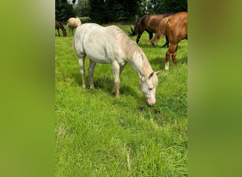 American Quarter Horse, Hengst, 1 Jaar, 150 cm, Cremello