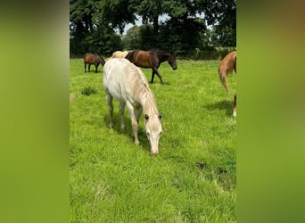 American Quarter Horse, Hengst, 1 Jaar, 150 cm, Cremello