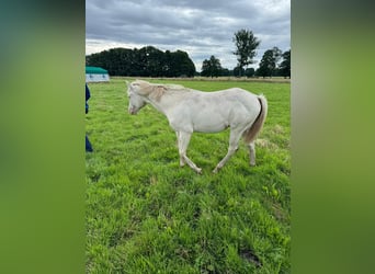 American Quarter Horse, Hengst, 1 Jahr, 150 cm, Cremello