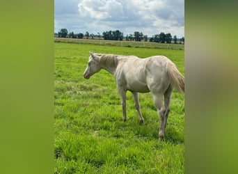 American Quarter Horse, Hengst, 1 Jahr, 150 cm, Cremello