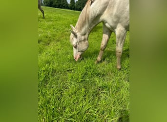 American Quarter Horse, Hengst, 1 Jahr, 150 cm, Cremello