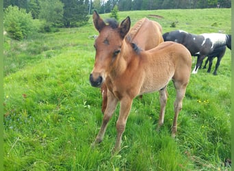 American Quarter Horse, Hengst, 1 Jaar, 150 cm, Donkerbruin
