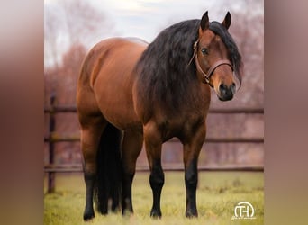 American Quarter Horse, Hengst, 1 Jaar, 150 cm, Donkere-vos