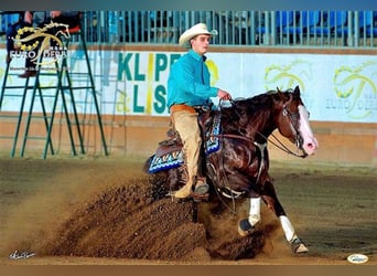 American Quarter Horse, Hengst, 1 Jaar, 150 cm, Donkere-vos