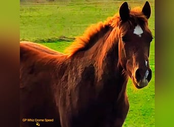 American Quarter Horse, Hengst, 1 Jaar, 150 cm, Donkere-vos