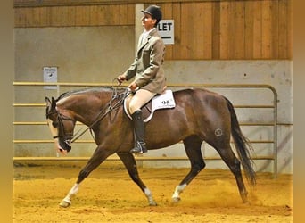 American Quarter Horse, Hengst, 1 Jaar, 150 cm, Donkere-vos