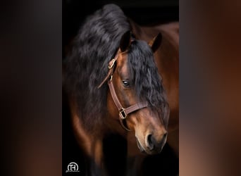 American Quarter Horse, Hengst, 1 Jaar, 150 cm, Donkere-vos