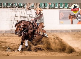 American Quarter Horse, Hengst, 1 Jaar, 150 cm, Donkere-vos