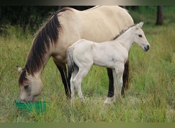 American Quarter Horse, Hengst, 1 Jaar, 150 cm, Dunalino