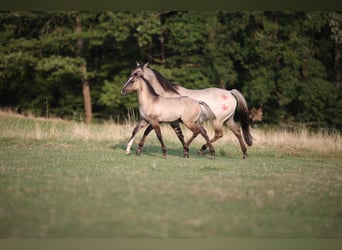 American Quarter Horse, Hengst, 1 Jaar, 150 cm, Grullo