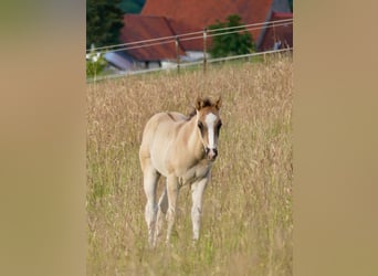 American Quarter Horse, Hengst, 1 Jaar, 150 cm, Grullo