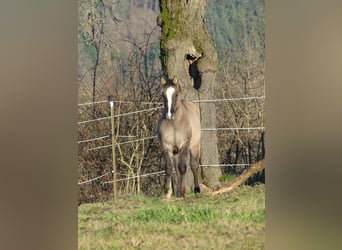 American Quarter Horse, Hengst, 1 Jaar, 150 cm, Grullo