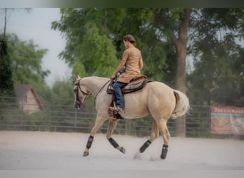 American Quarter Horse, Hengst, 1 Jaar, 150 cm, Palomino
