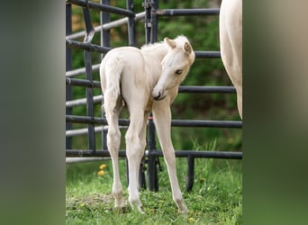 American Quarter Horse, Hengst, 1 Jaar, 150 cm, Palomino