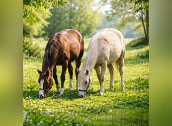 American Quarter Horse, Hengst, 1 Jaar, 150 cm, Palomino