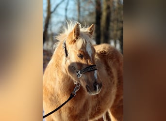 American Quarter Horse, Hengst, 1 Jaar, 150 cm, Palomino